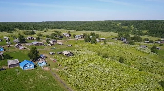 Деревня, заросшая борщевиком